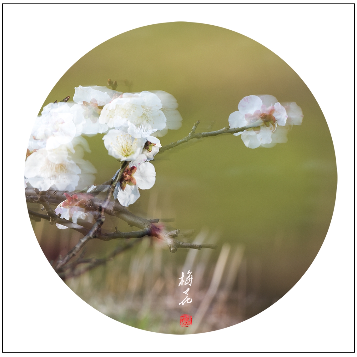 梅花12.jpg