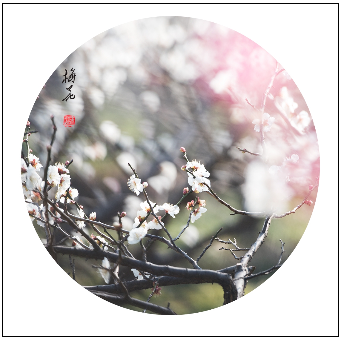 梅花19.jpg