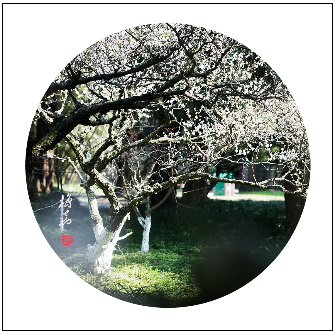 梅花20.jpg