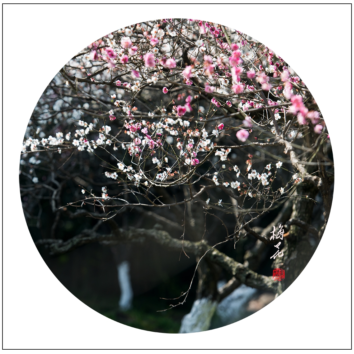 梅花22.jpg
