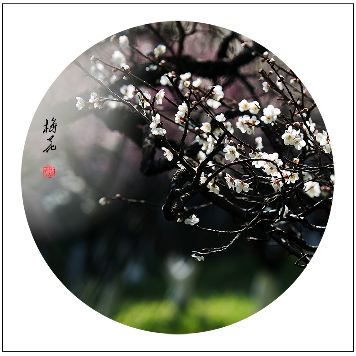 梅花23.jpg
