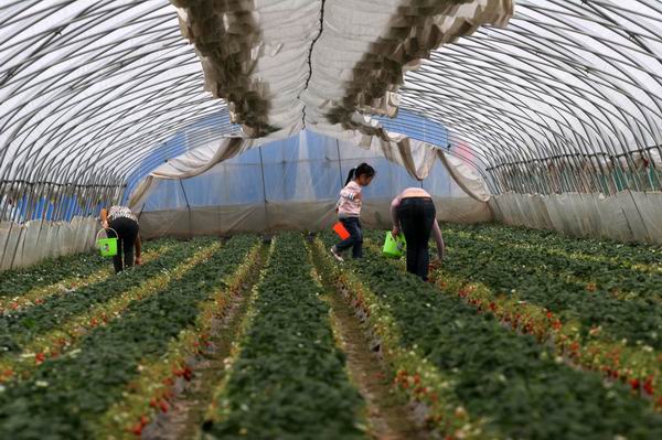 有了这份攻略，正式开启“莓”好生活