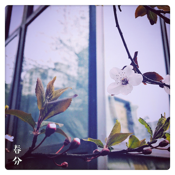 视频｜春分：春菜鱼片汤，春风花草香