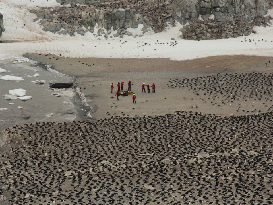 南极偏远群岛现阿德利企鹅超级帝国，数量超南极其他地区总和