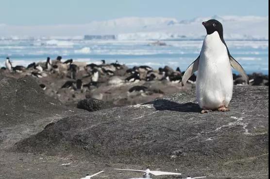 南极偏远群岛现阿德利企鹅超级帝国，数量超南极其他地区总和