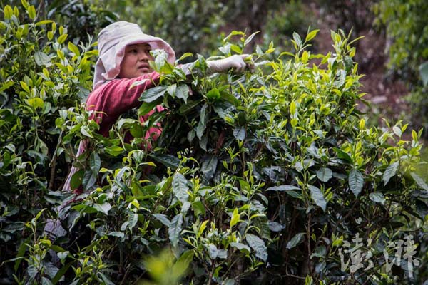 老班章村普洱春茶均价涨至每公斤万元，茶商：追捧者多自然贵