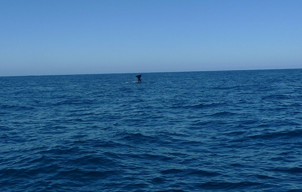 鲸鱼和龙虾，游荡在凯库拉的无尽长夏