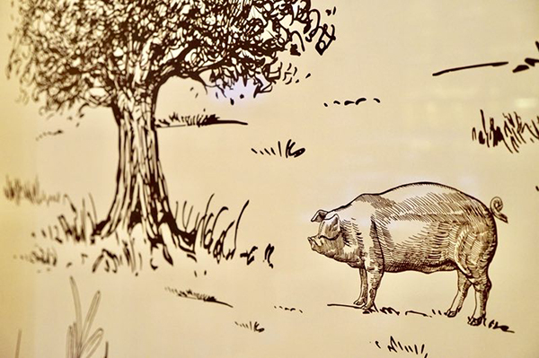 在火腿森林西班牙，寻找一棵行走的橄榄树