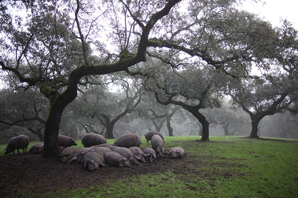 在火腿森林西班牙，寻找一棵行走的橄榄树