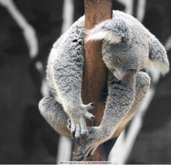 葛大爷，有一批动物想和你PK到底谁瘫地更好