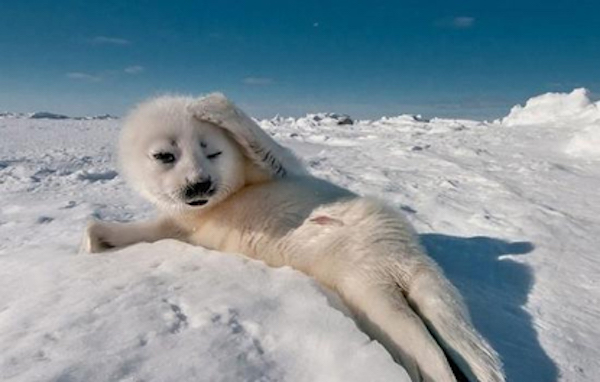 葛大爷，有一批动物想和你PK到底谁瘫地更好