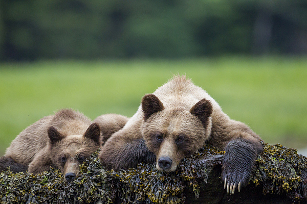 葛大爷，有一批动物想和你PK到底谁瘫地更好