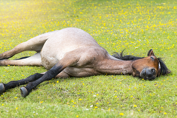 葛大爷，有一批动物想和你PK到底谁瘫地更好