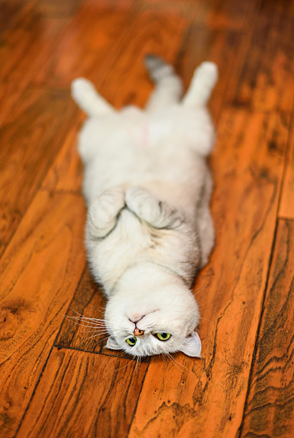 葛大爷，有一批动物想和你PK到底谁瘫地更好