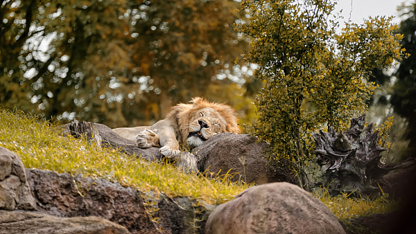 葛大爷，有一批动物想和你PK到底谁瘫地更好