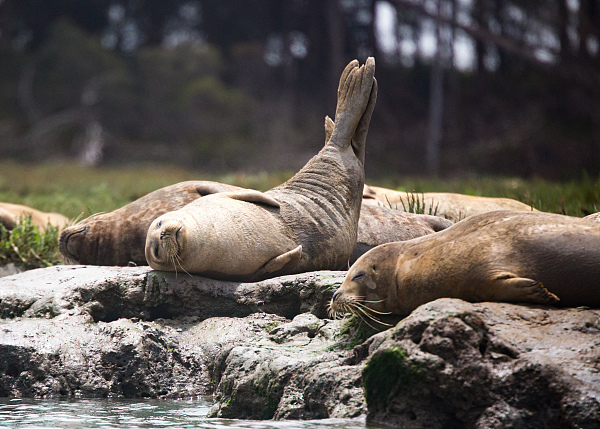 葛大爷，有一批动物想和你PK到底谁瘫地更好