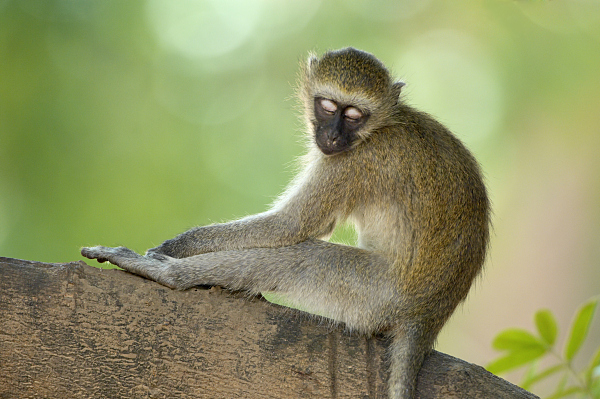 葛大爷，有一批动物想和你PK到底谁瘫地更好