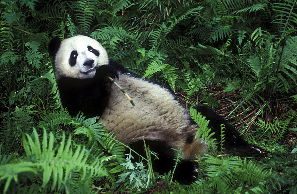 葛大爷，有一批动物想和你PK到底谁瘫地更好