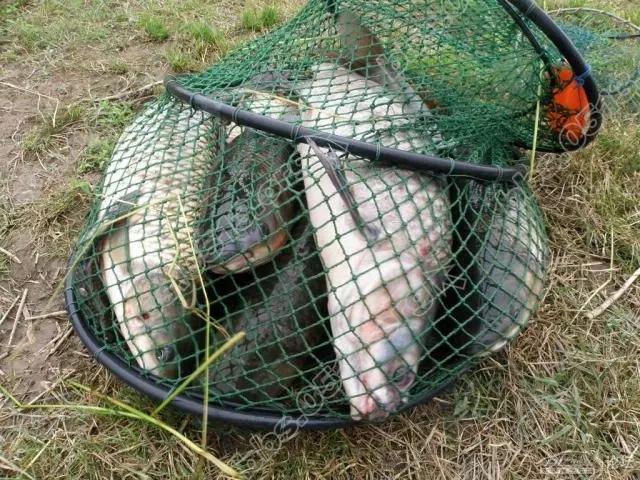 640 (3).webp (8).jpg