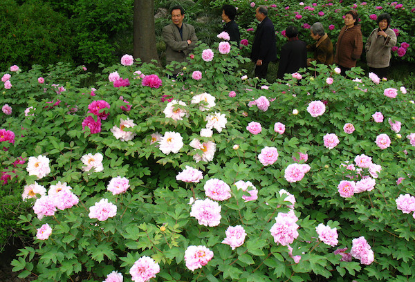 推荐| 周末踏春出游，一花一个地儿