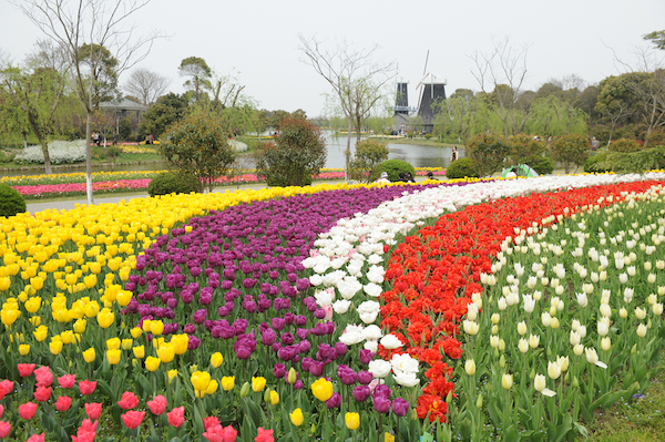 推荐| 周末踏春出游，一花一个地儿