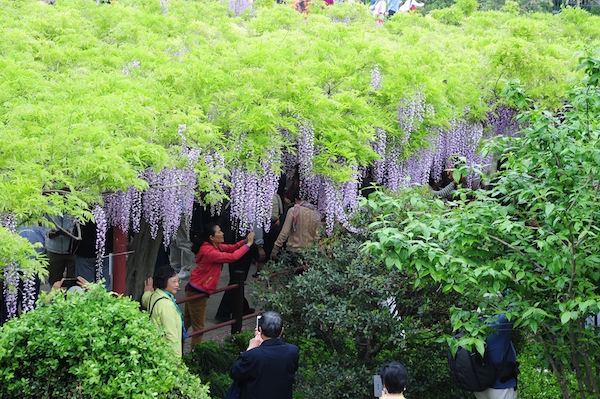 推荐| 周末踏春出游，一花一个地儿