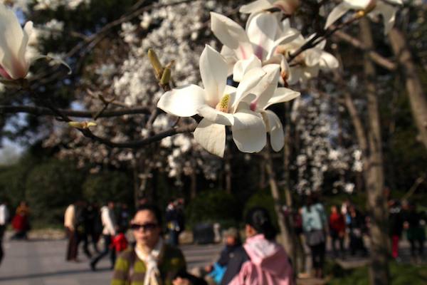 推荐| 周末踏春出游，一花一个地儿