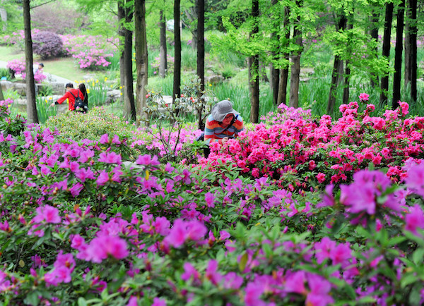 推荐| 周末踏春出游，一花一个地儿