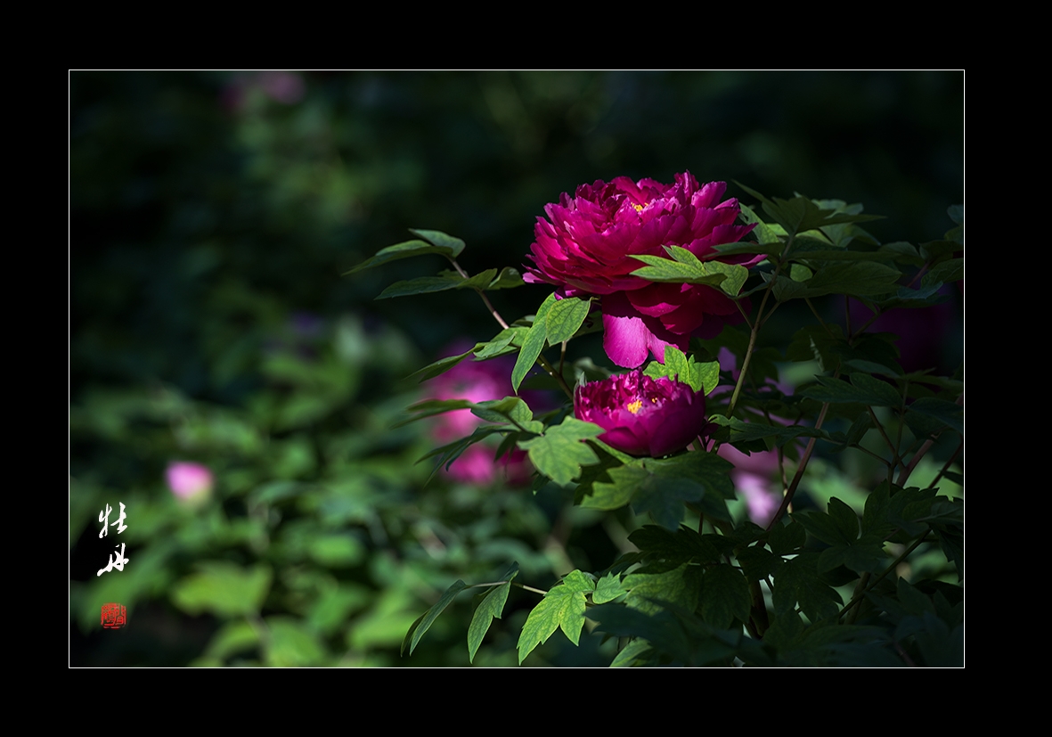 牡丹7.jpg
