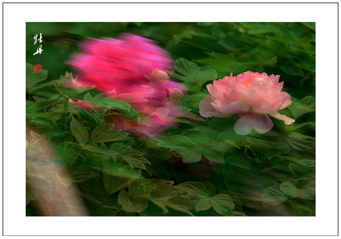 牡丹24.jpg