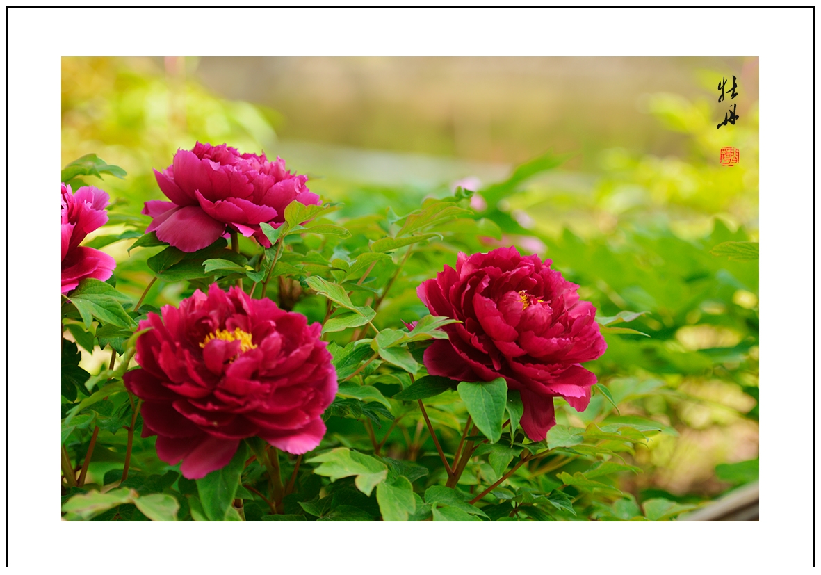 牡丹26.jpg