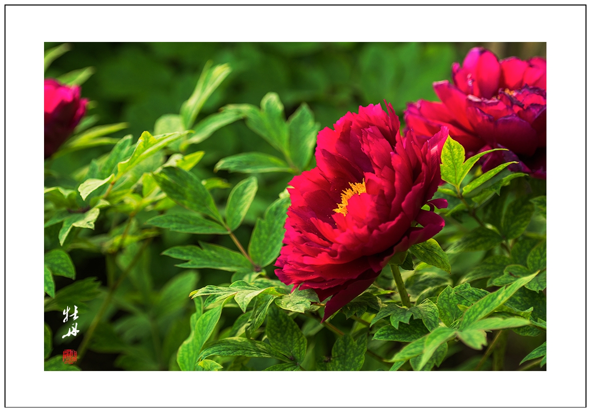 牡丹28.jpg