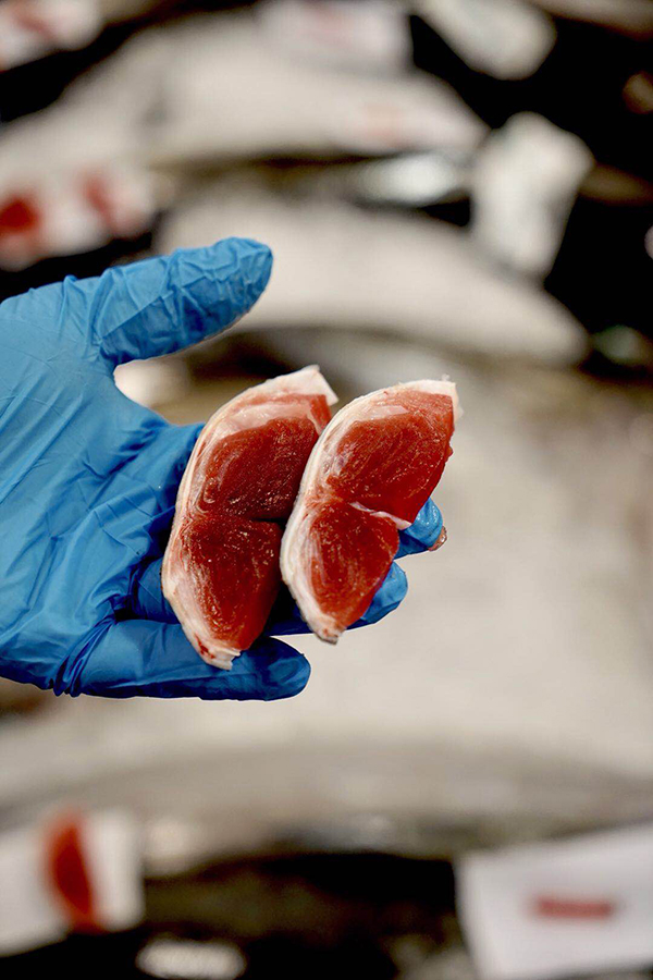 我见过凌晨四点的夏威夷，和海里捕来的大鱼