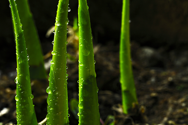 视频｜网传女子几乎吃光体内血只因吃了春笋，笋还能吃吗？