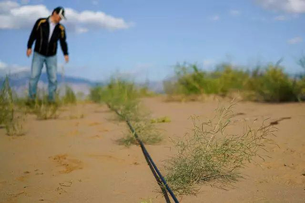 对谈植物星球酋长李叶飞，寻回植物与生活的美好关系