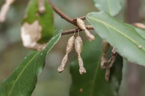 对谈植物星球酋长李叶飞，寻回植物与生活的美好关系