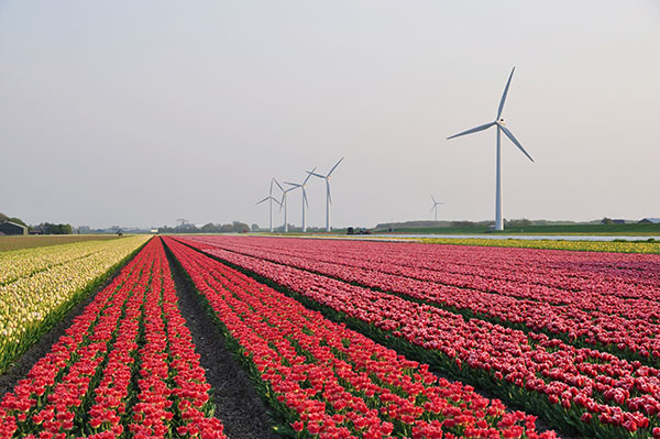 鲜花与拼布，客居荷兰小镇