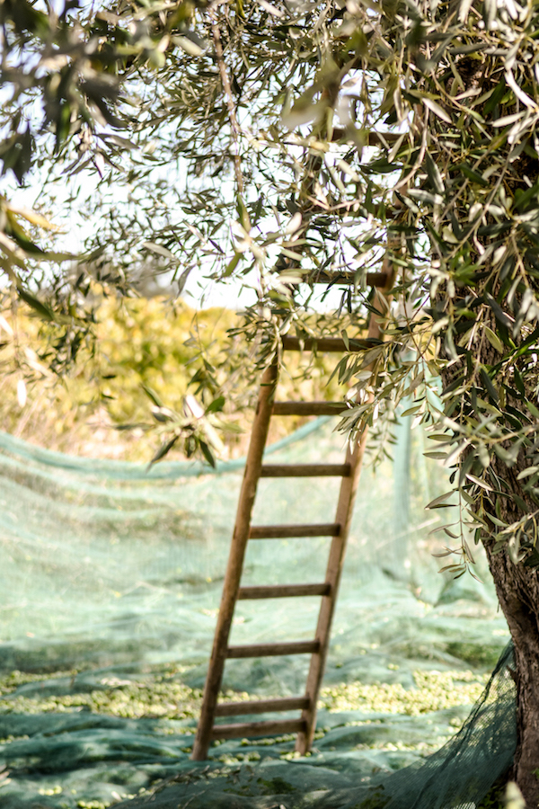 在西西里的橄榄庄园当一周农夫是怎样的体验？