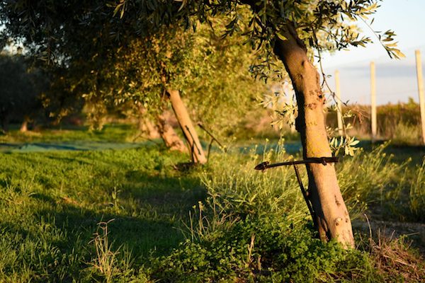 在西西里的橄榄庄园当一周农夫是怎样的体验？