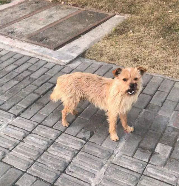 上海浦东数人被流浪犬咬伤，专家：气温上升犬伤就诊人数增加