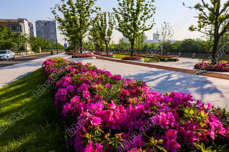 海港引河钟秀段  秀美风光醉人家  (2).jpg