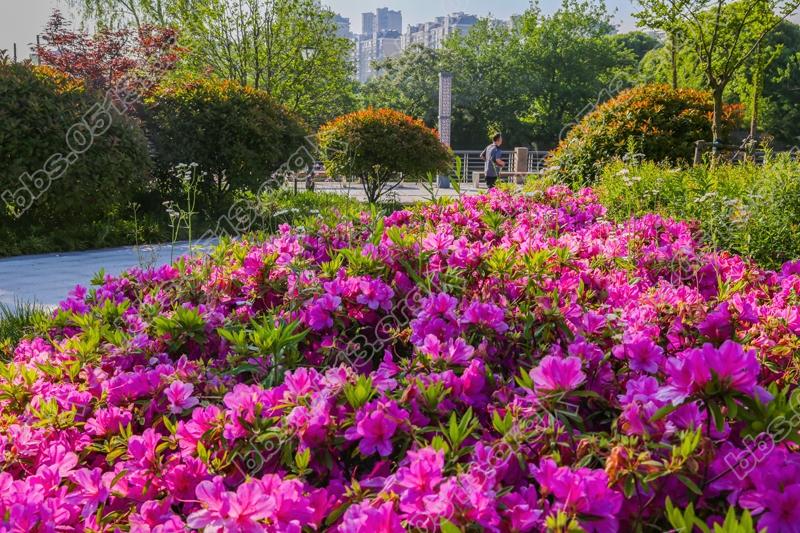 海港引河钟秀段  秀美风光醉人家  (5).jpg