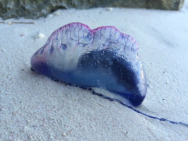 我去了一趟传说中的“魔鬼岛”百慕大