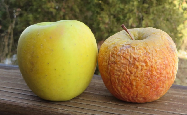 见过长毛的水果,没见过毛长这样的水果