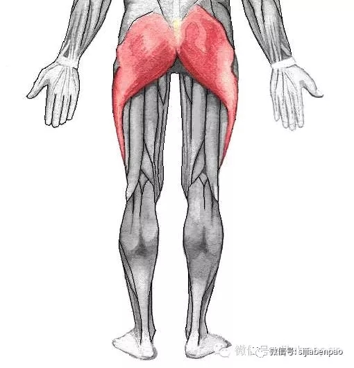 伤病多、体力差？你和跑步达人可能只差了一个“翘臀”