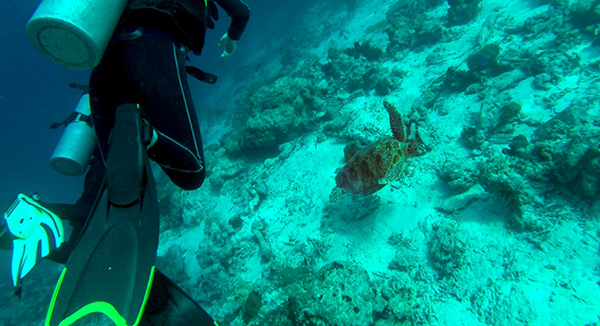 与海龟同游，在海底喝可乐：在仙本那潜水的正确姿势
