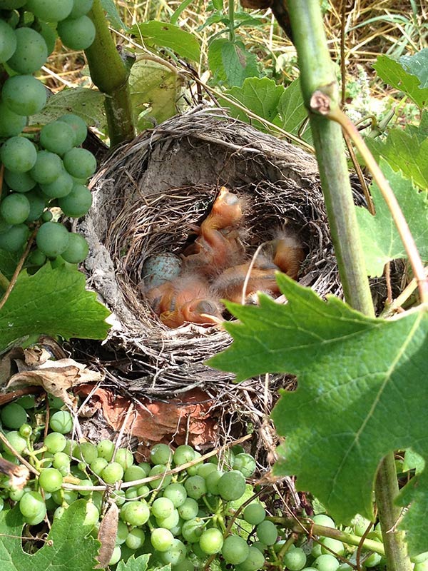 树林、小鹿、百年老藤——只用自然农法，怎样酿出“杀手酒”