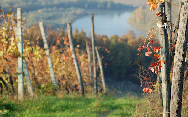 树林、小鹿、百年老藤——只用自然农法，怎样酿出“杀手酒”