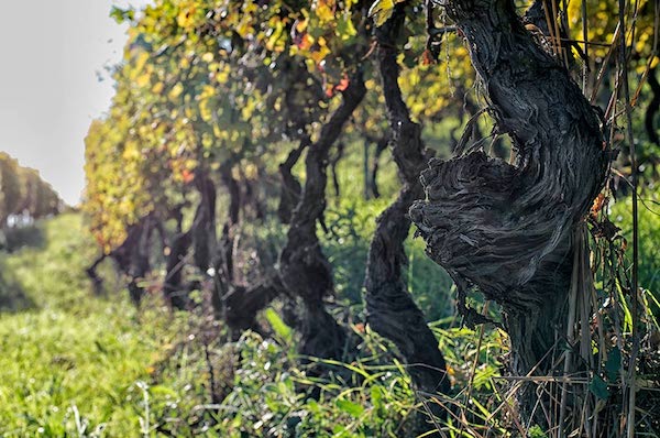 树林、小鹿、百年老藤——只用自然农法，怎样酿出“杀手酒”