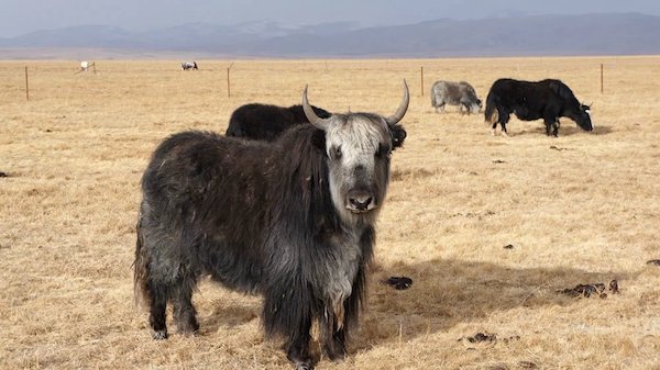 江托滩上的狼踪（上）